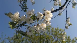 A garden picture