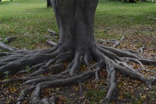 Tree Roots